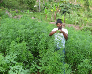 Illustration for article titled Jamaica Legalizes (Medical) Marijuana & Decriminalizes All Weed
